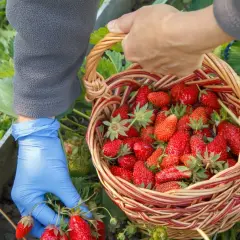 Ile można zarobić na truskawkach w Polsce - prawda o zarobkach sezonowych