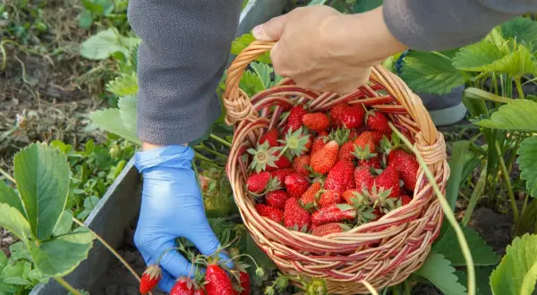 Ile można zarobić na truskawkach w Polsce - prawda o zarobkach sezonowych