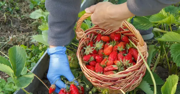 Ile można zarobić na truskawkach w Polsce - prawda o zarobkach sezonowych